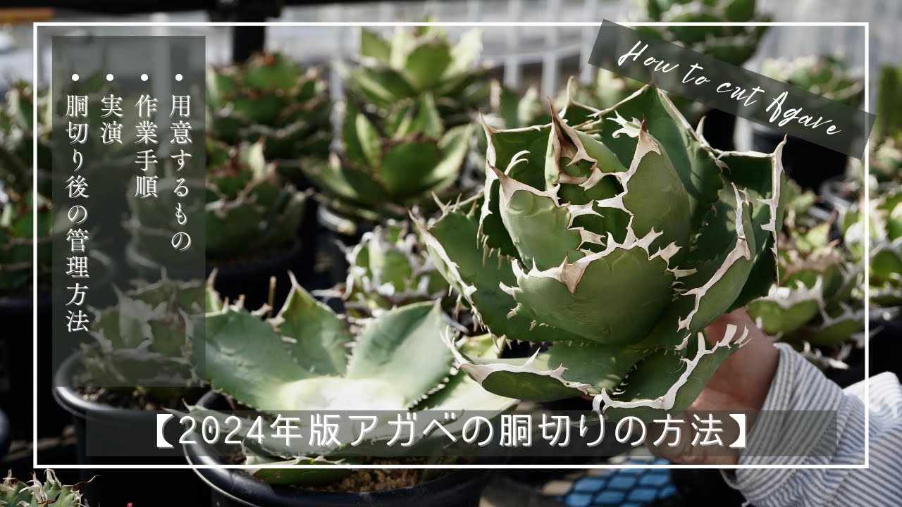 【2024年版アガベの胴切りの方法】手順・使うもの・時期・注意点等をご紹介【実演あり】