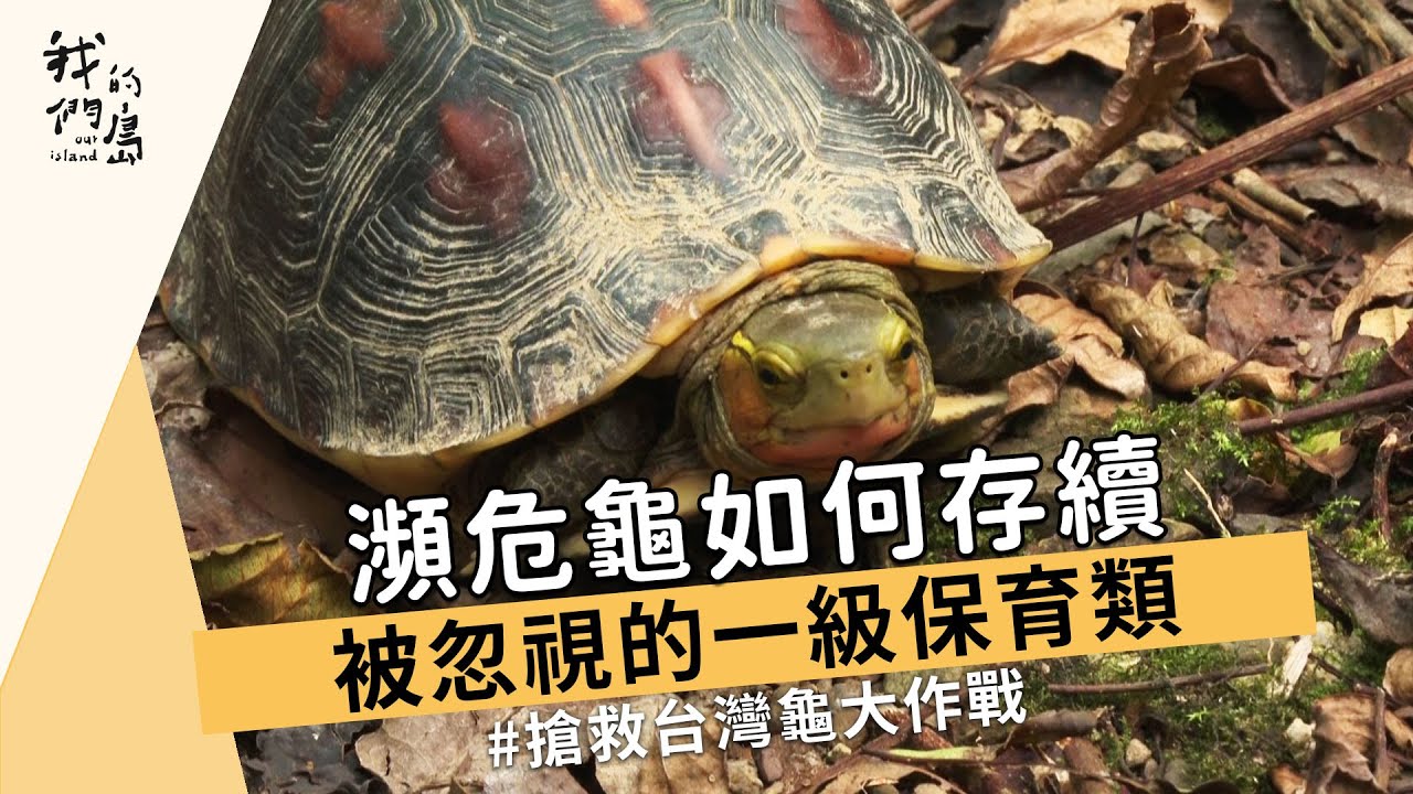 被忽視的一級保育類台灣龜｜瀕危龜如何存續：食蛇龜、柴棺龜的野外危機｜＃動物保育(我們的島 1190集 2023-01-30)
