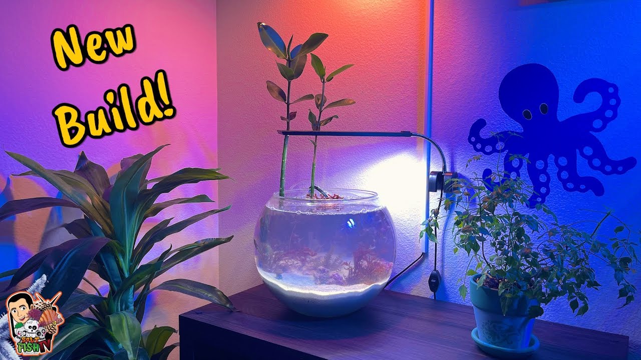 Macroalgae Fish Bowl Build = Snow Globe