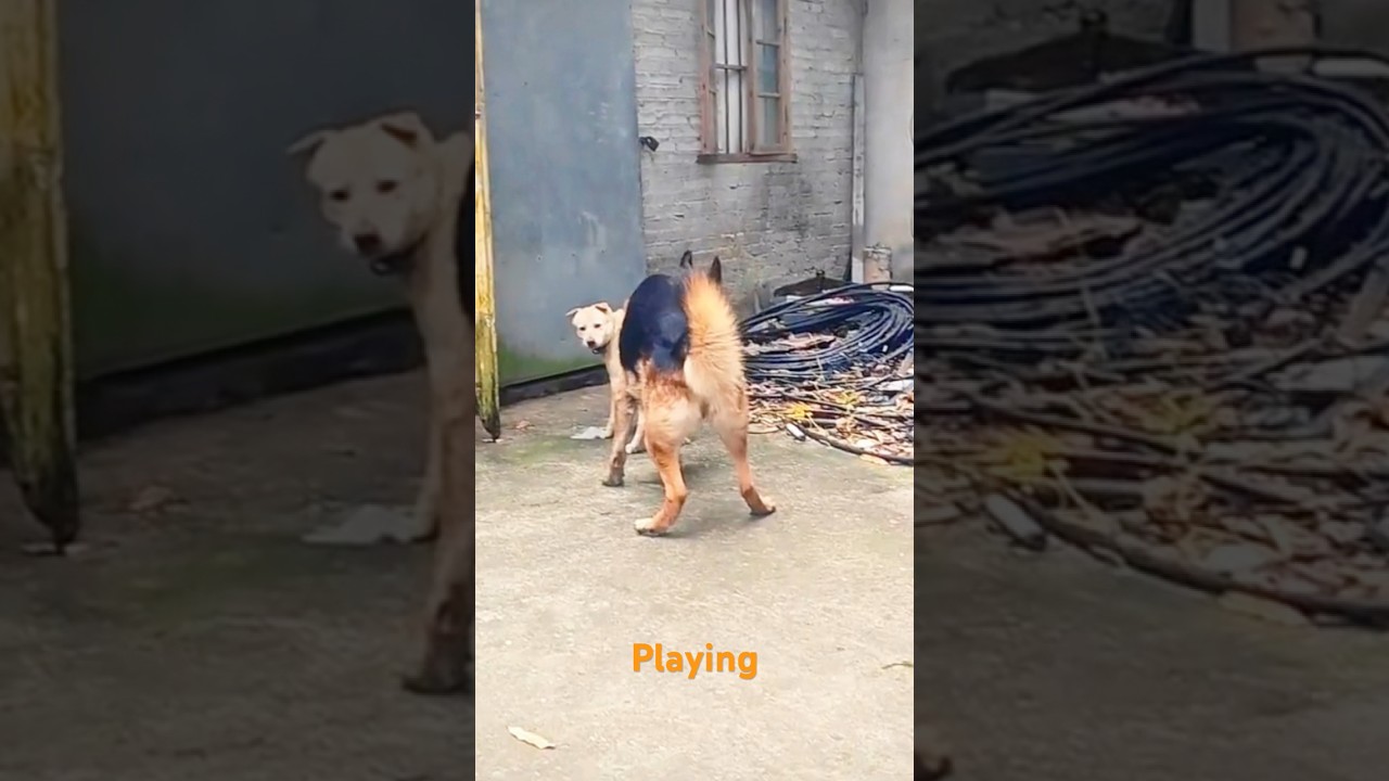 Playing #dog #dogfunny #doggielife #dogvideo