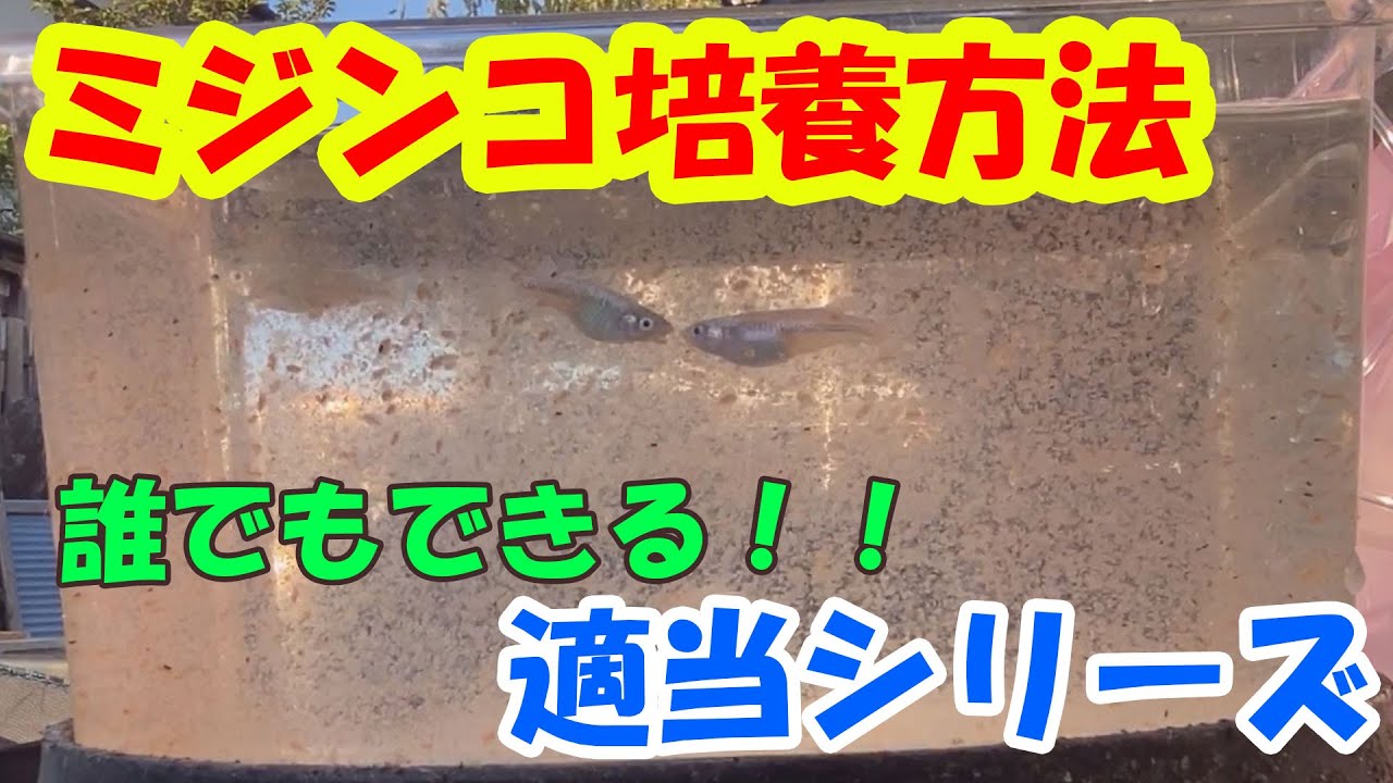 誰でもできる！ミジンコ培養方法【適当シリーズ】＃９ ~美心めだか~
