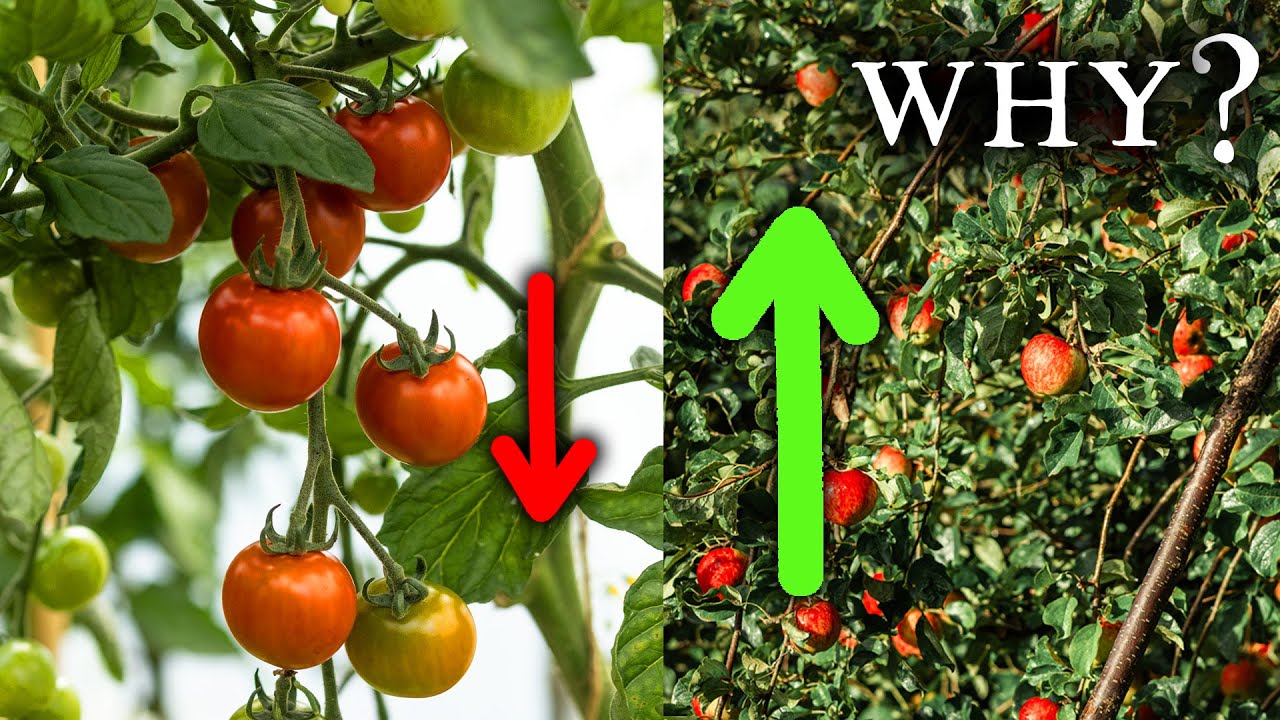 8 Reasons Why I'm Growing More Perennial Foods in 2024