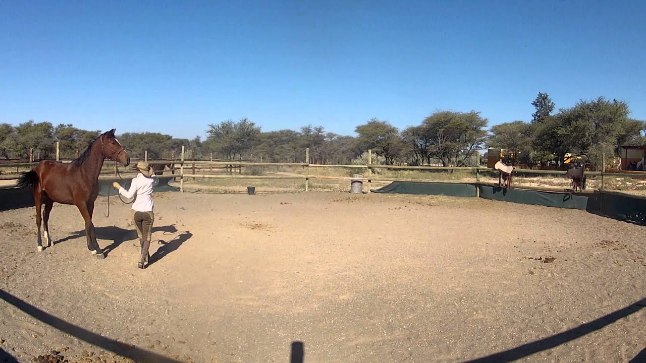 Anton first work in a year and first saddleing part 1