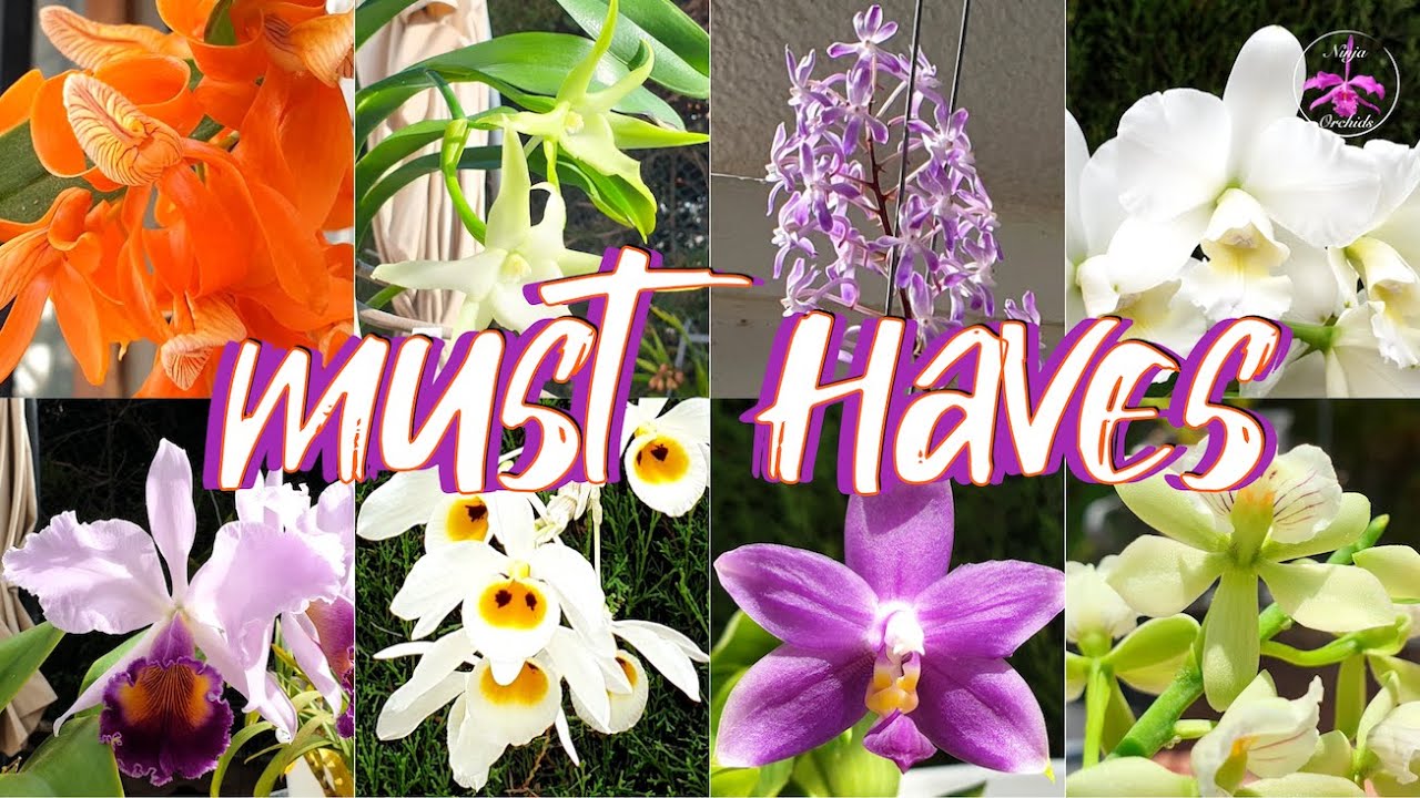 Highly RECOMMENDED Orchids because of their INCREDIBLE Fragrance #ninjaorchids