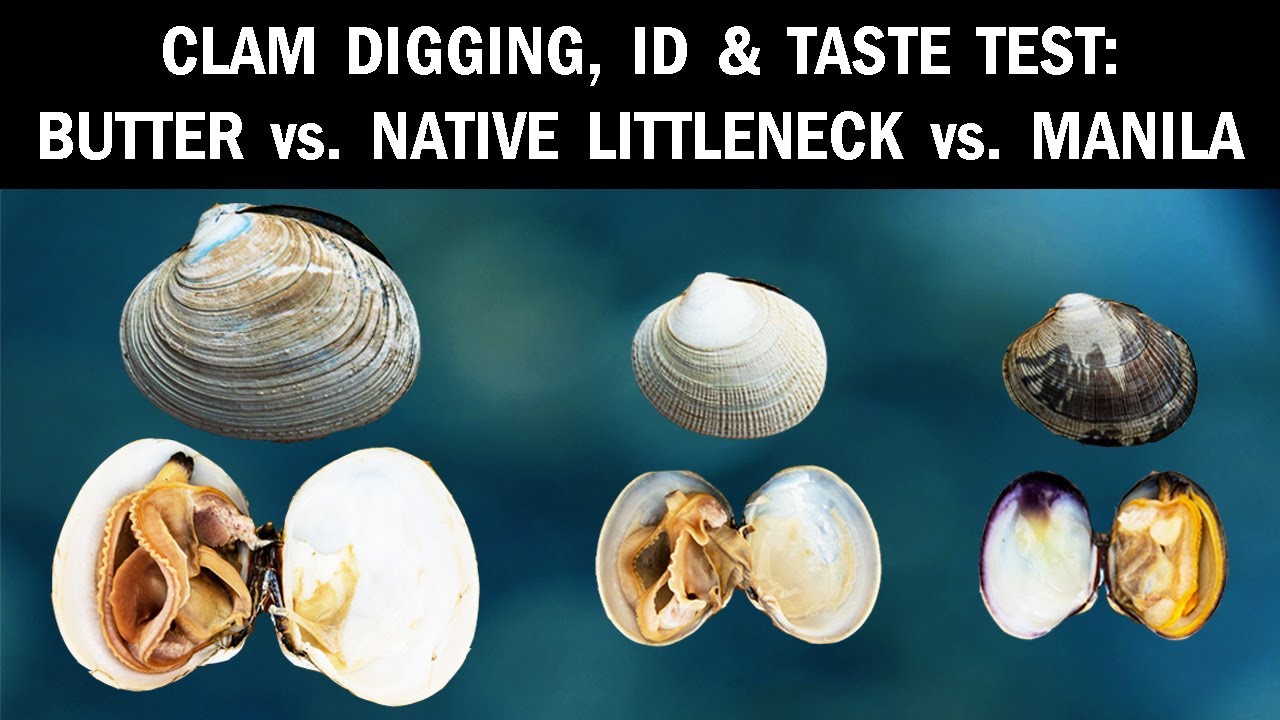 Clam Digging, ID & Taste Test: Butter Clams vs. Native Pacific Littleneck Clams vs. Manila Clams