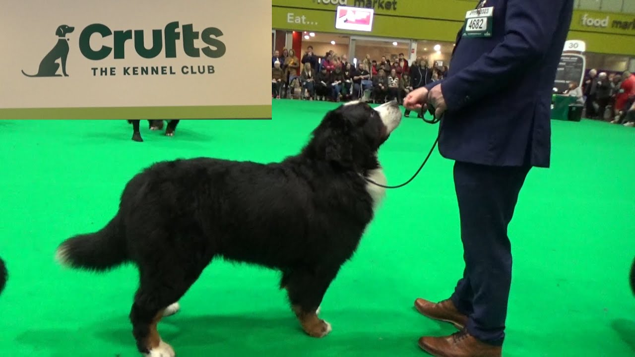Bernese Mountain Dog Crufts 2023