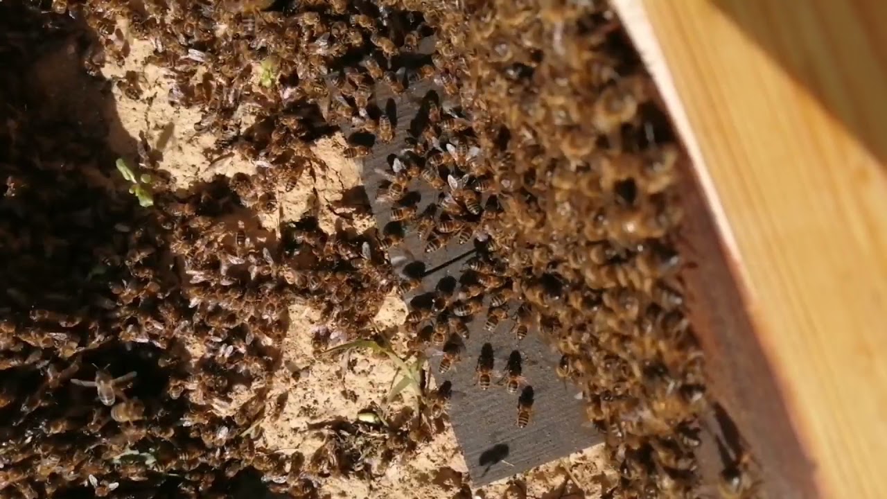 Entrada de um enxame de abelhas meliferas - apicosta