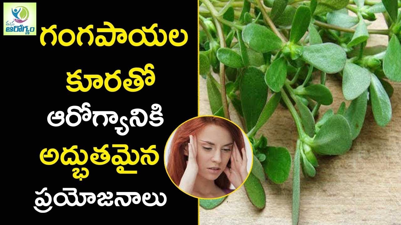 Health Benefits of Gangavalli kura  Purslane - Mana Arogyam Telugu Health Tips