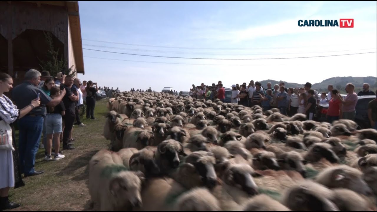 Coborâtul oilor de la munte.   Loman, 2025