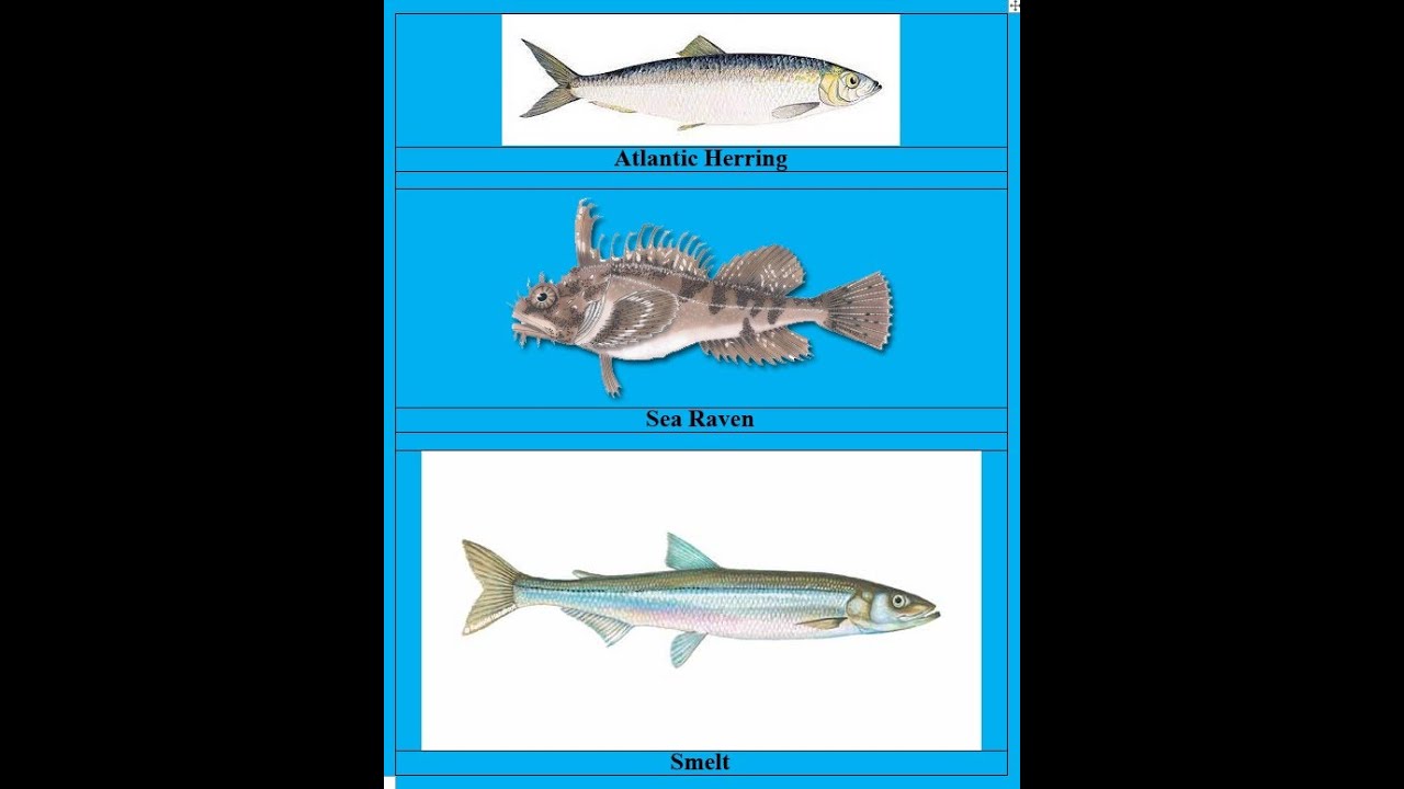 Evolution  Refuted! DNA Changed