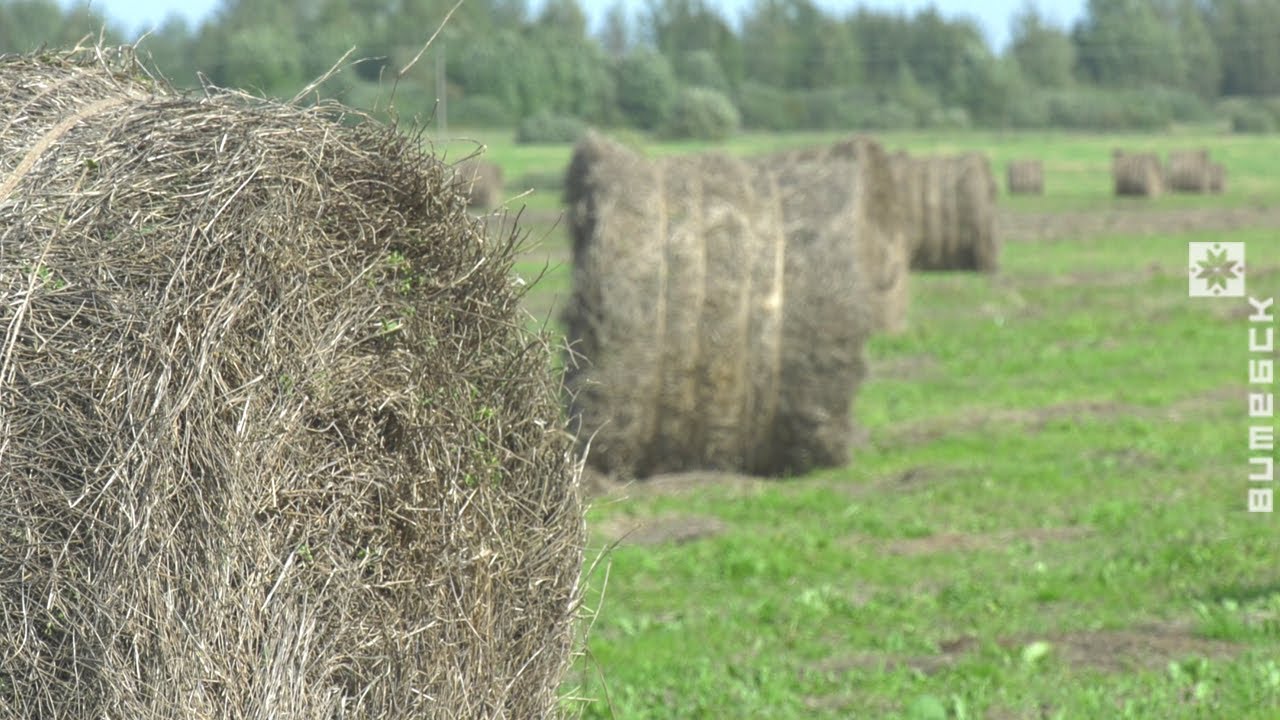 В Дубровенском районе полным ходом идёт уборка льна (23.09.2020)
