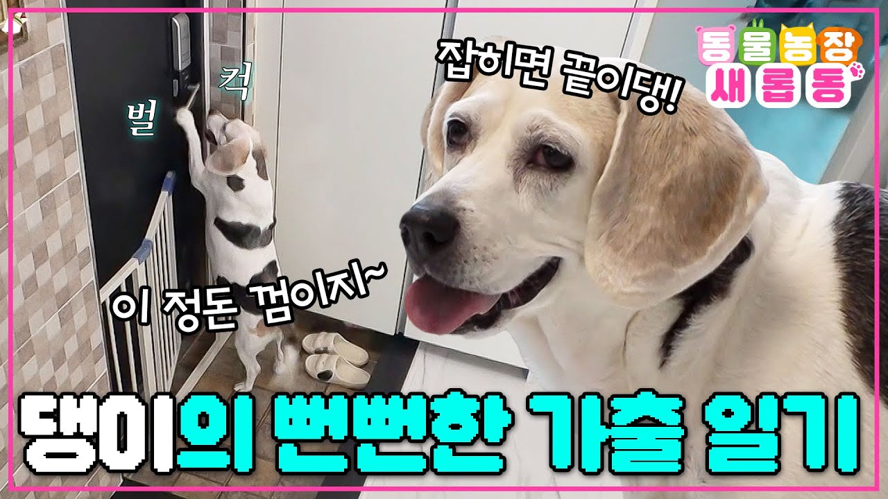 [#새롭동물농장] 집 나가면 개고생? 댕이에겐 그저 즐거운 산책! 가출왕 댕이의 뻔뻔한 외출 검거 현장🕵️/ EP.1256 #TV동물농장 #AnimalFarm #SBSstory