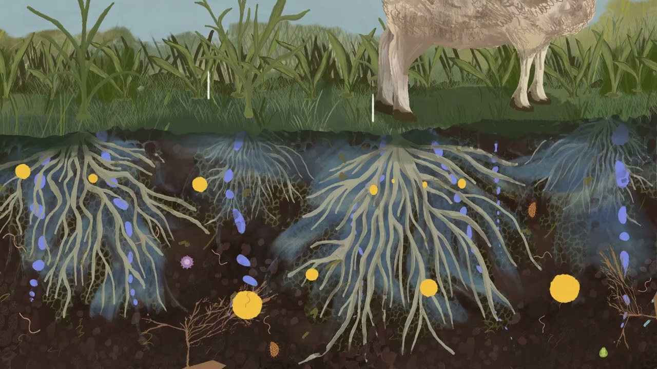 Water in healthy landscapes 5: Soil Infiltration
