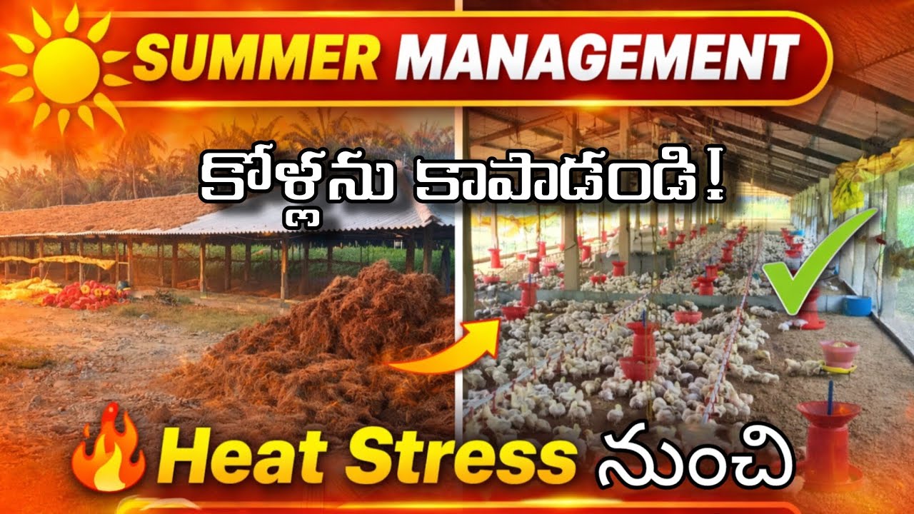 పౌల్ట్రీ ఫార్మింగ్ లో సమ్మర్ మేనేజ్మెంట్ ఈ విధంగా చేసుకోండి కోళ్లను Heat Stress నుంచి కాపాడండి! 🐔