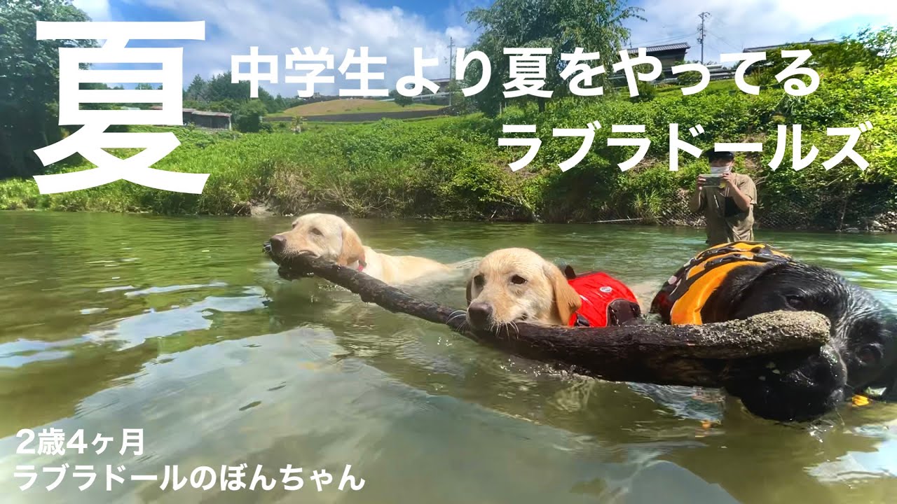 【ラブラドール#109】中学生より夏をやってるラブラドールズ★ラブラドールレトリバー　labrador retriever 大型犬  ぼんちゃん　夏休み　川遊び　癒し　可愛い