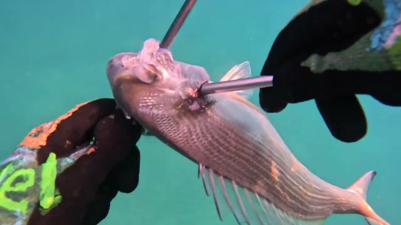 9 сентября Пневматы-100 в подводной охоте.Pneumatics-100 nella caccia subacqueaPneumatics-100 at sea