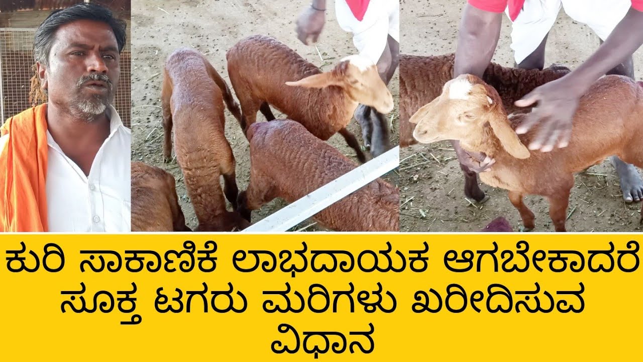 ಕುರಿ ಸಾಕಾಣಿಕೆ ಲಾಭದಾಯಕ ಆಗಬೇಕಾದರೆ ಸೂಕ್ತ ಟಗರು ಮರಿ ಖರೀದಿಸುವ ವಿಧಾನ #tagarusakanike #kurisakanike #goat