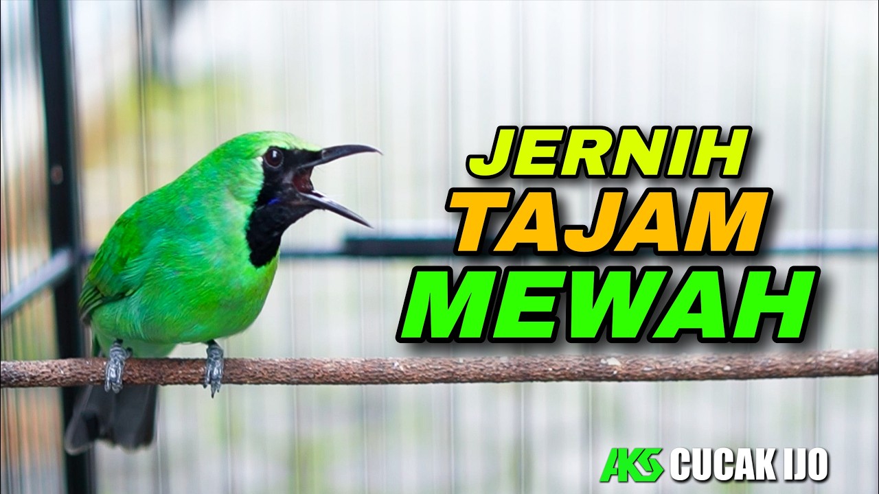 CUCAK IJO GACOR AUDIO JERNIH VOLUME++ COCOK UNTUK PANCINGAN IJO DEWASA AGAR CEPAT JAMTROK