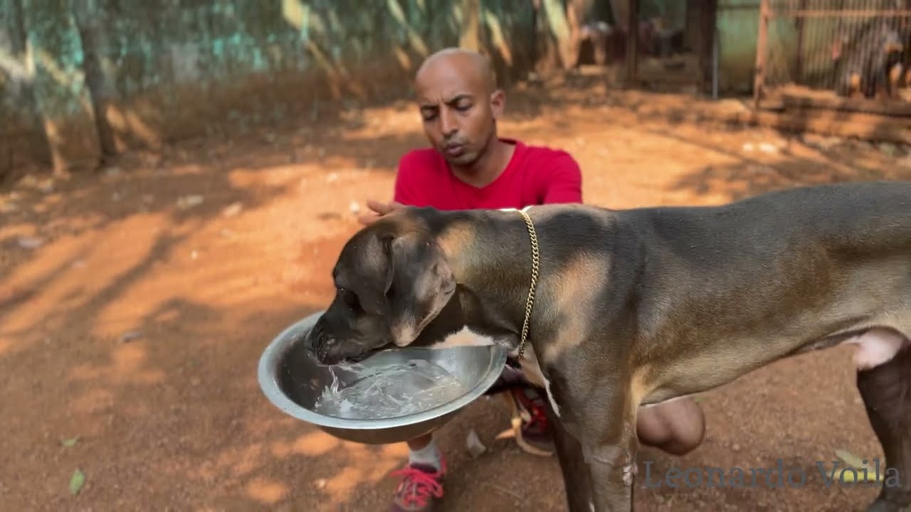 Bully kutha training 