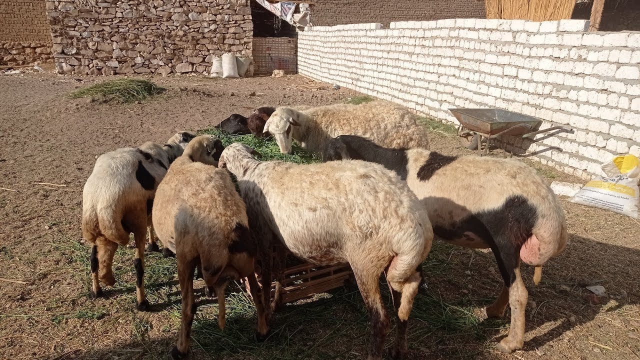 بدريه تحتها توأم بأقل الاسعار (٠١١٥٧٧٩٠٦٠١)#عروض_بيع_الاغنام 