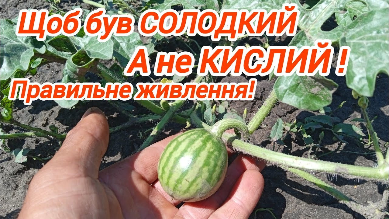 Живлення кавуна . Налив плоду!