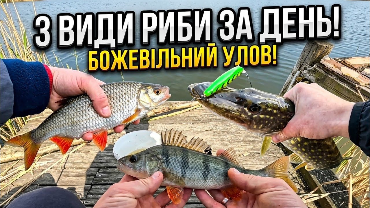 Ловля окуня щуки
