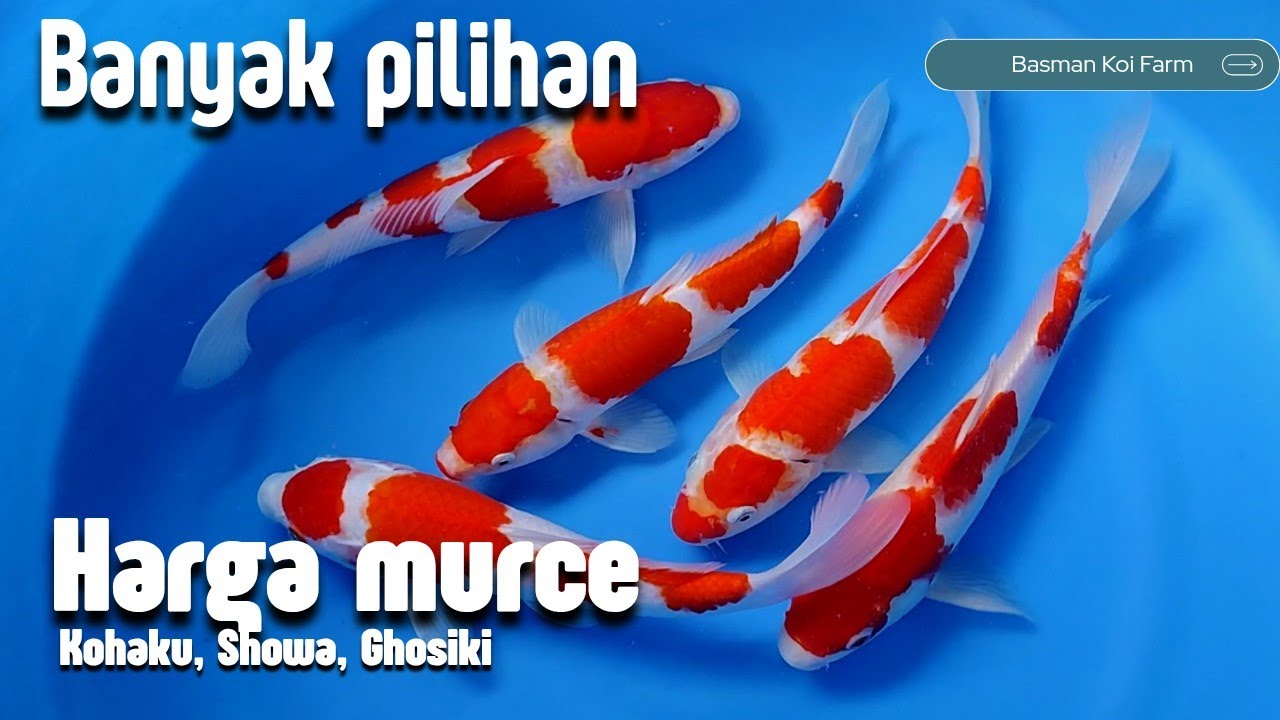 Rivew ikan koi, banyak pilihan cocok untuk tampilan lebaran 🥰🥰🥰