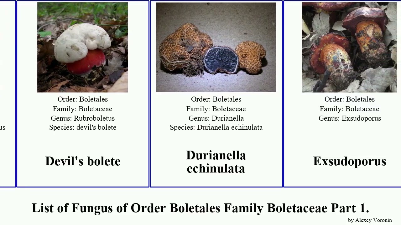 List of Fungus of Order Boletales Family Boletaceae Part 3. chalciporus caloboletus leccinellum