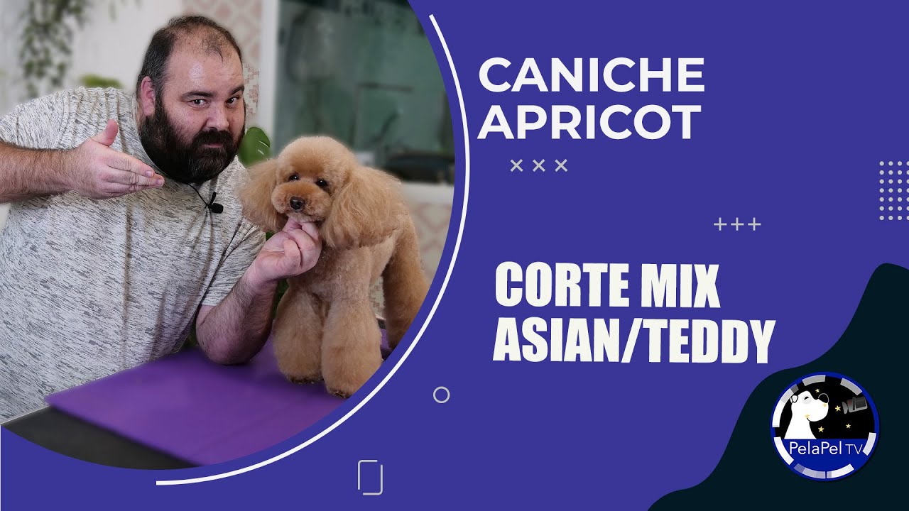 PELUQUERÍA CANINA corte mixto asiático/teddy para caniche apricot con Roberto García