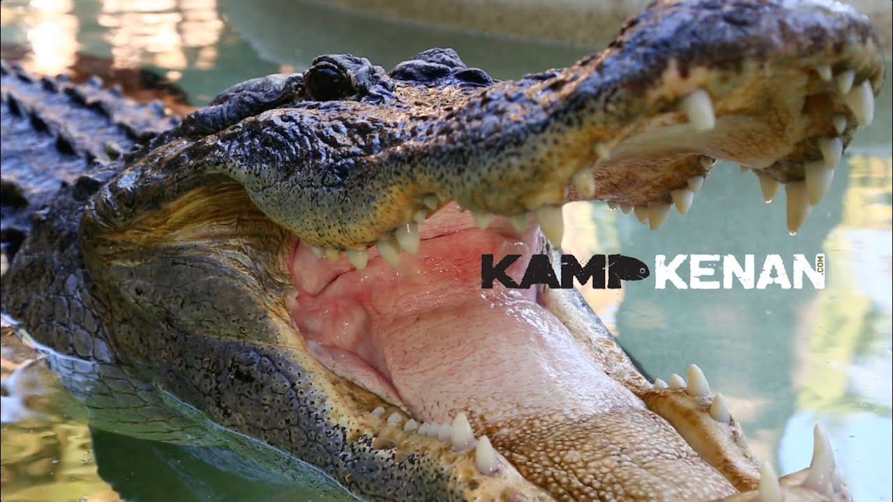 This GIANT GATOR actually listens!
