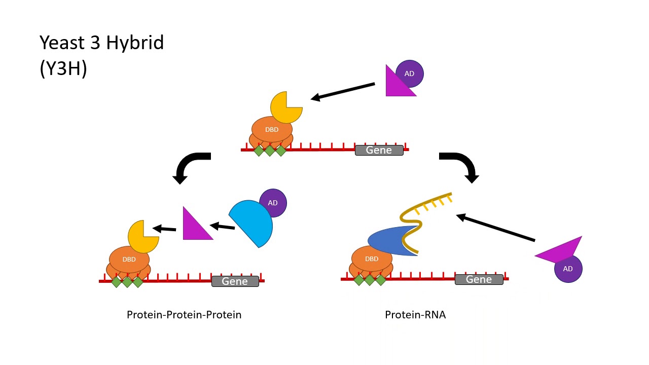 Comparison of Yeast Hybrid Techniques