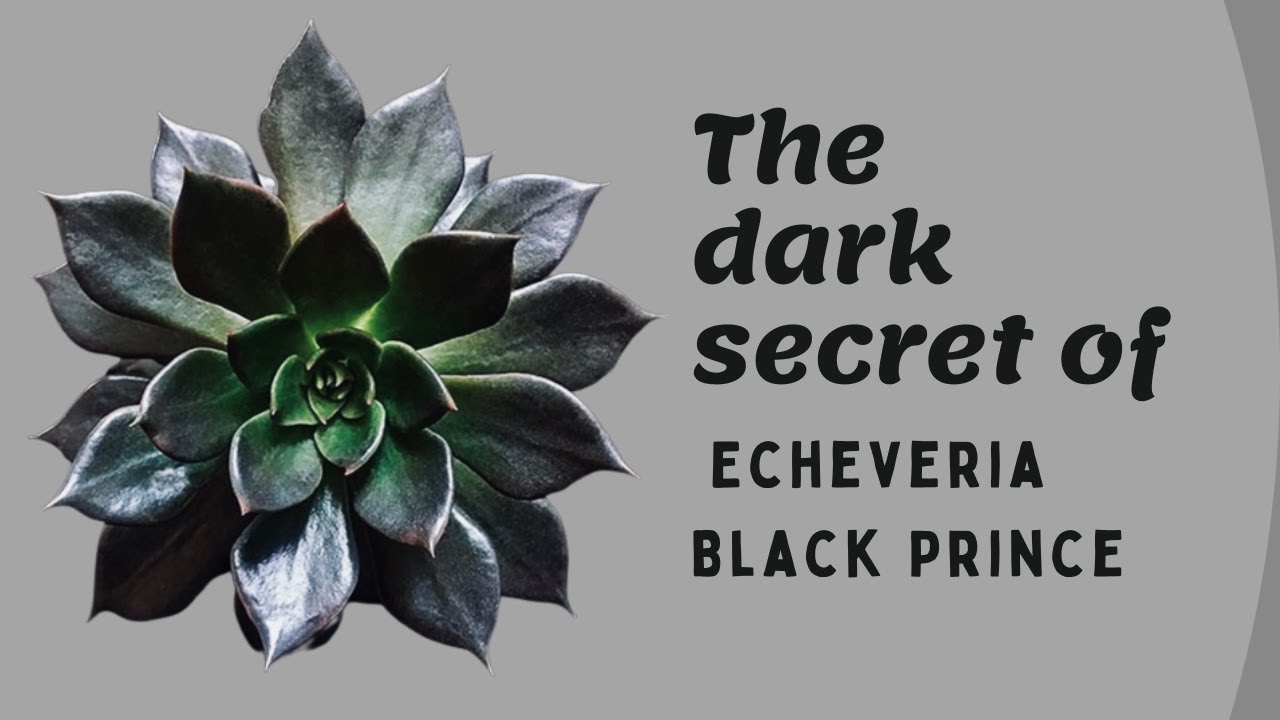 || THE DARK SECRET OF ECHEVERIA BLACK PRINCE ||
