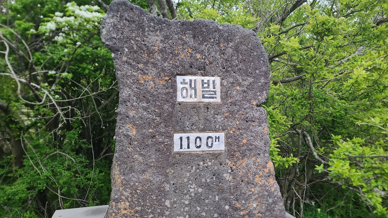 한라산 1100고지