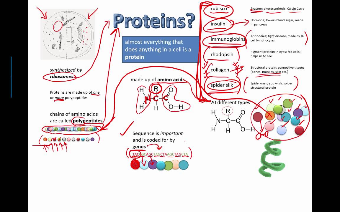 Proteins Overview (IB Bio) (2015)