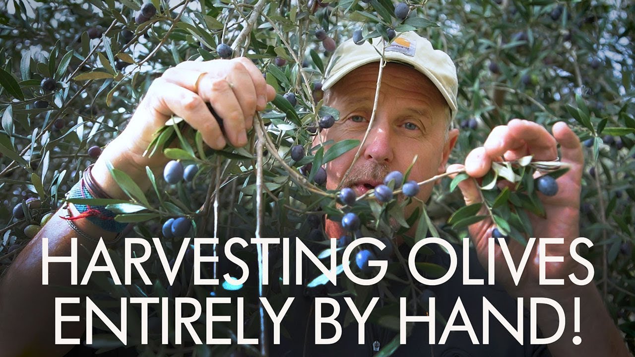 Our Olive Harvest in Umbria - ItalyWise