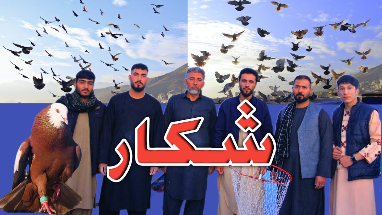 شکار|کفتربازی جالب و دیدنی،با چندین خیل افشار|پرش و دوش عالی یکه تابه حال ندیدید|High Flyer Pigeons