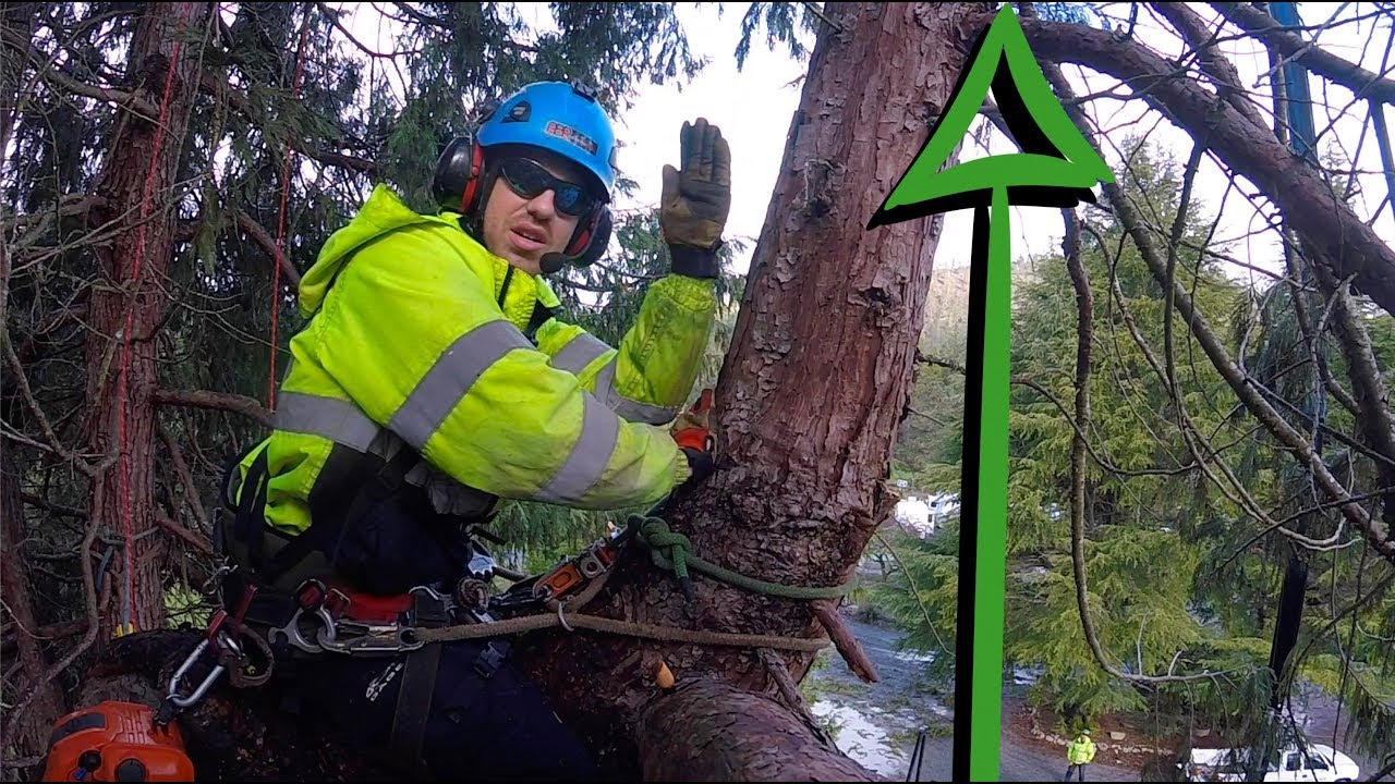Another Tree 911 Job -CAPABLE HOMEOWNER this time tho