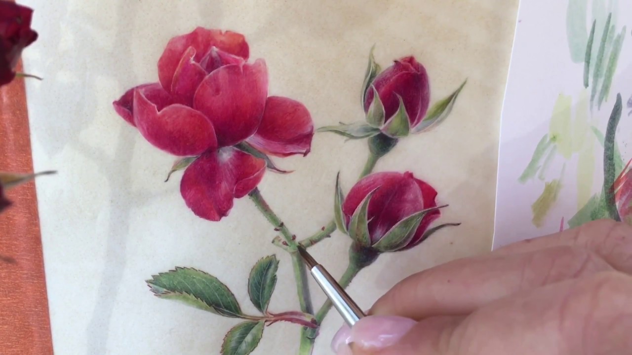 Roses on vellum, a thousand tiny brushstrokes