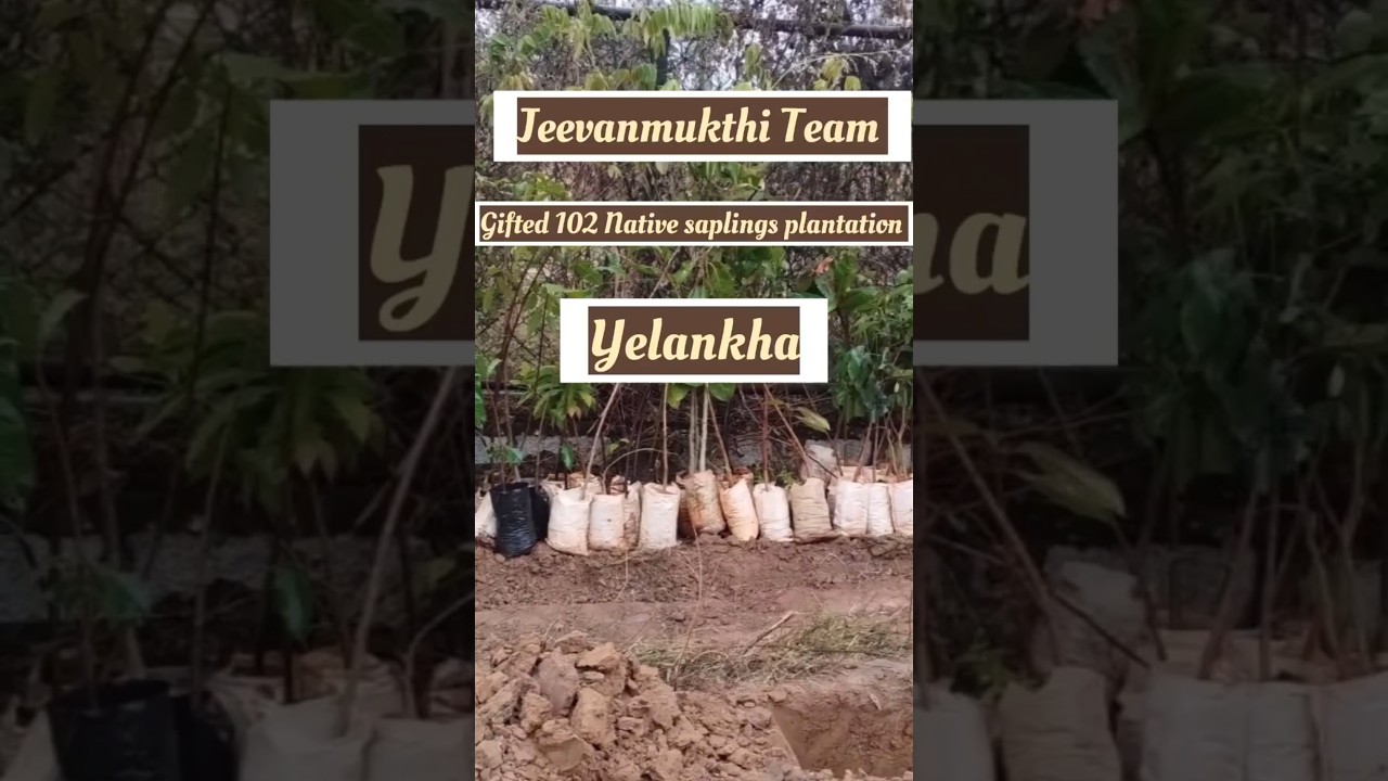102 native saplings gifted for plantation pits&water pipelines jeevanmukthi,Green Circle volunteers
