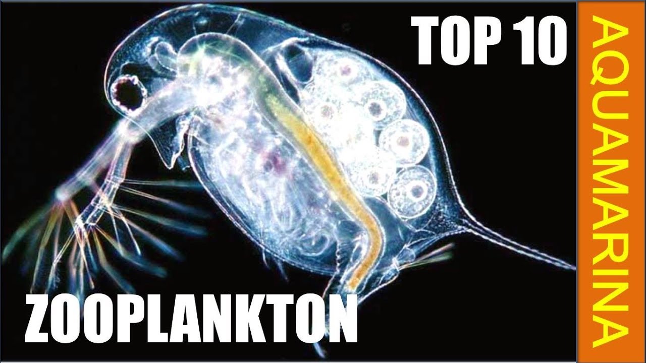 Top 10 types of zooplankton -  zooplankton varieties