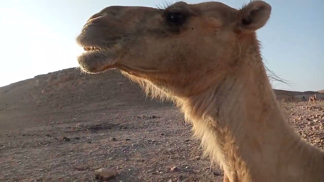 عمل أسماء للابل والمناداه بها في الصحراء رحلتي الى زمخ ومنوخ المديرية الصحرواية بمحافظة حضرموت