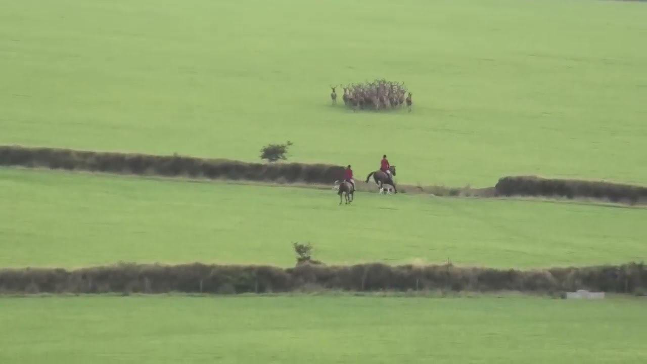 Shocking stag hunting still happening in the UK in 2025