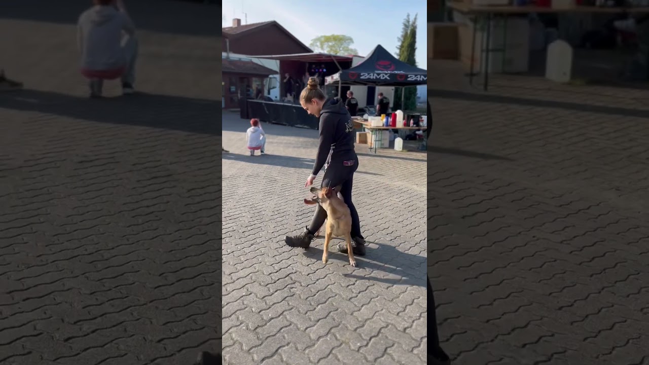 #dog #hund #dogsport #hundesport #malinois