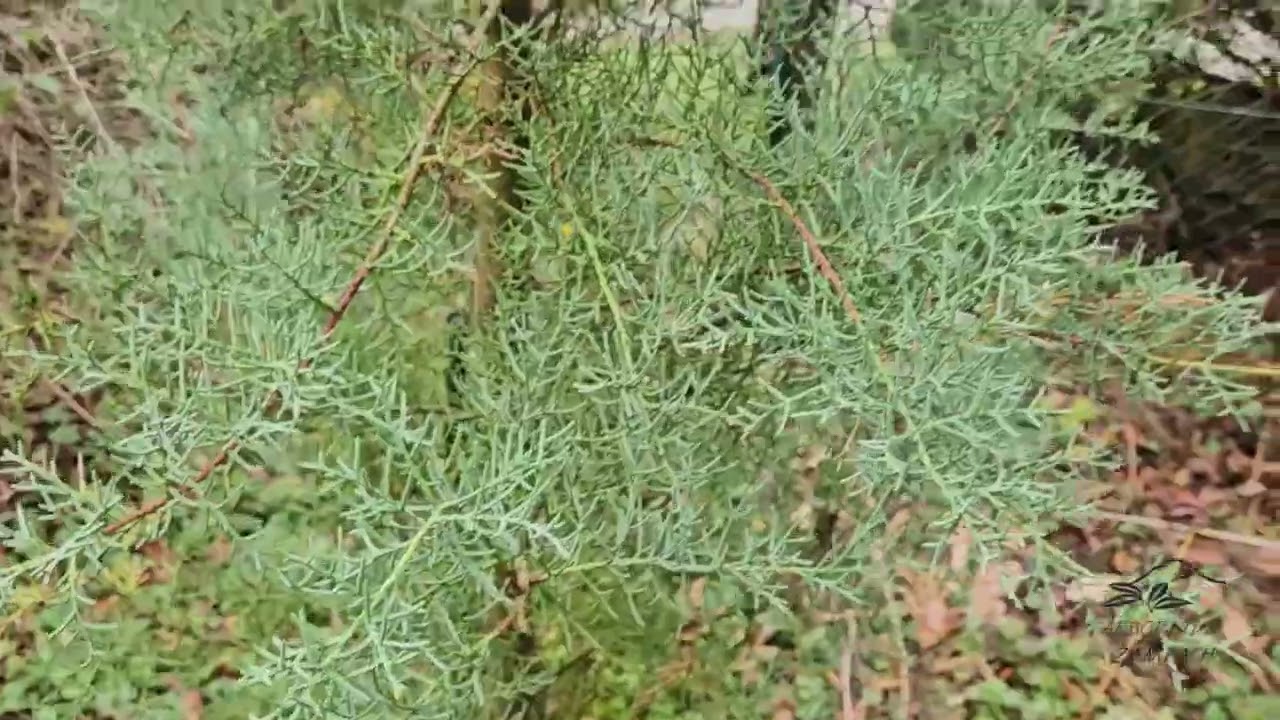 Cupressus arizonica cypřiš arizonský