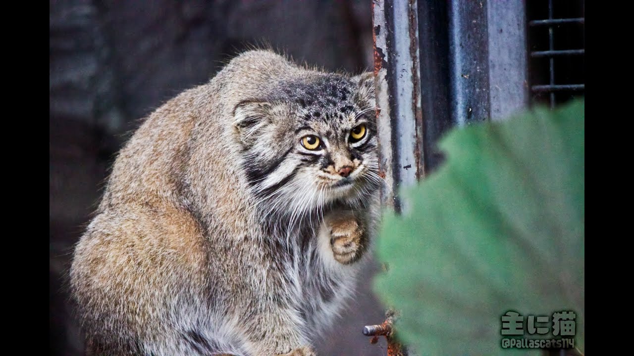 【旭山動物園】放飼場の間でまったり〜忍び足！マヌルネコのグルーシャ【Pallas's cat】