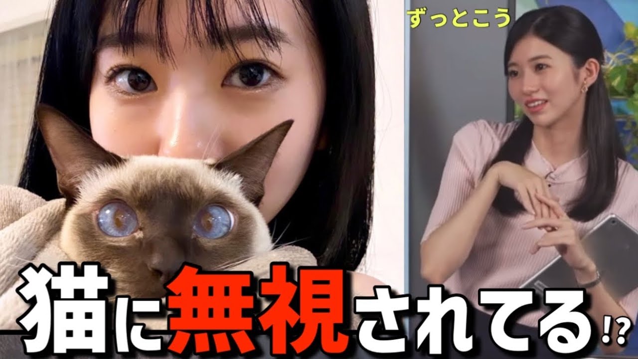 ずっと無視されてるお天気お姉さん、猫とバチバチしてしまうw【大島璃音】パパのんには懐いてるシエル