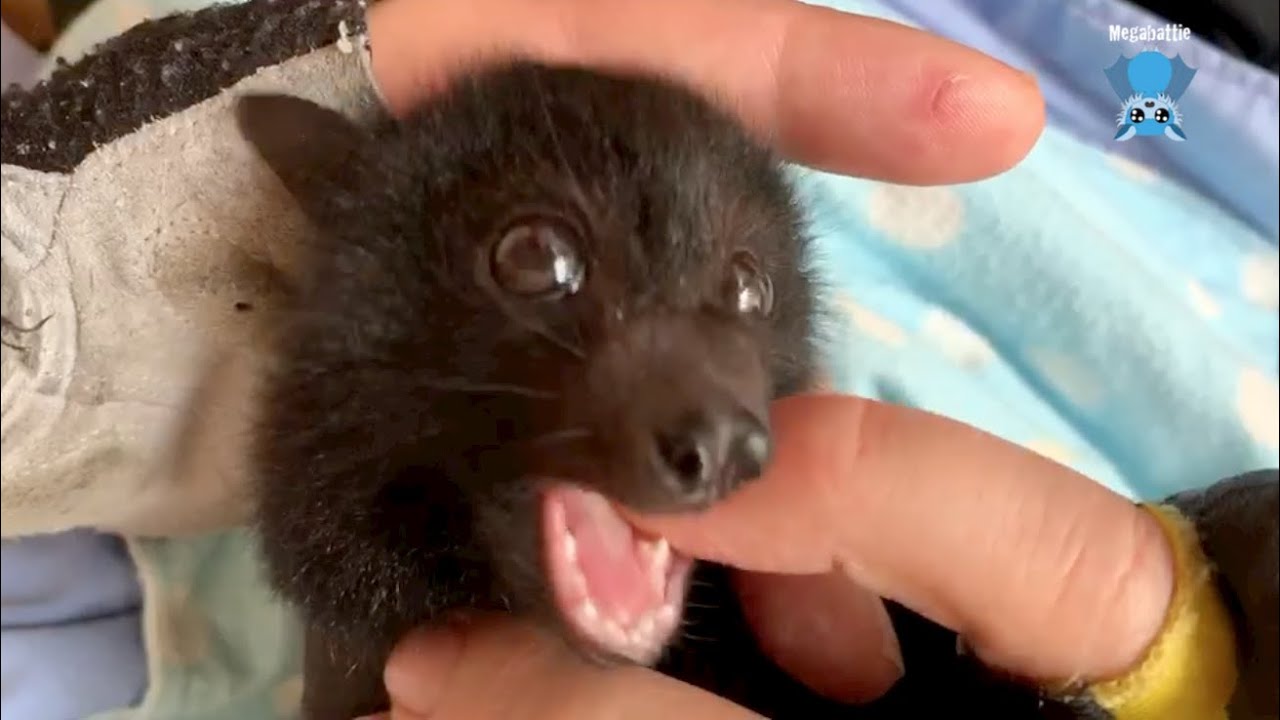 Baby flying-foxes in care daily life:  Guinness and Sequoia with Maggie