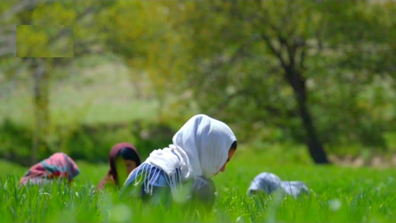 دایکندی فصل بهار 