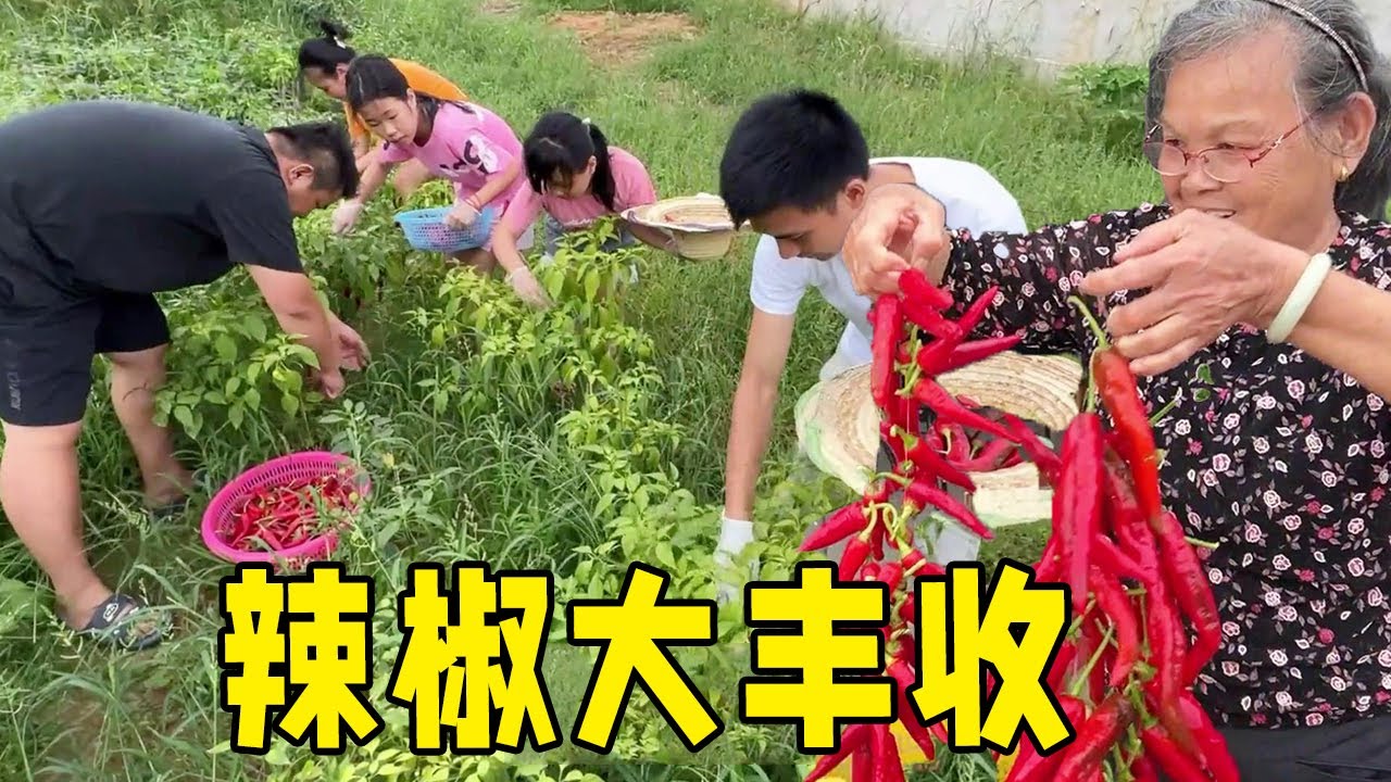 马上要下雨了，老肥带领一群人采摘辣椒，越摘越过瘾！【农人老肥】