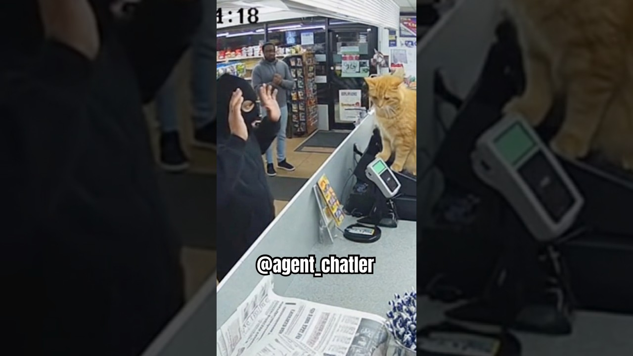 Orange cat stops a robbery 😱 #shorts